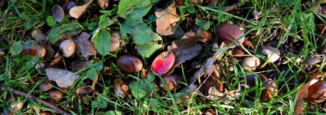 Plener KSF 2018 Fot. Wojciech Makara